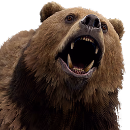 bear