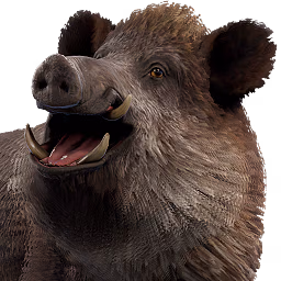 boar