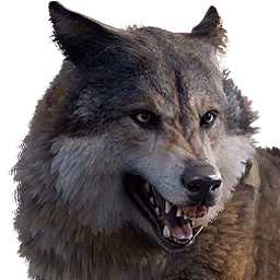 wolf